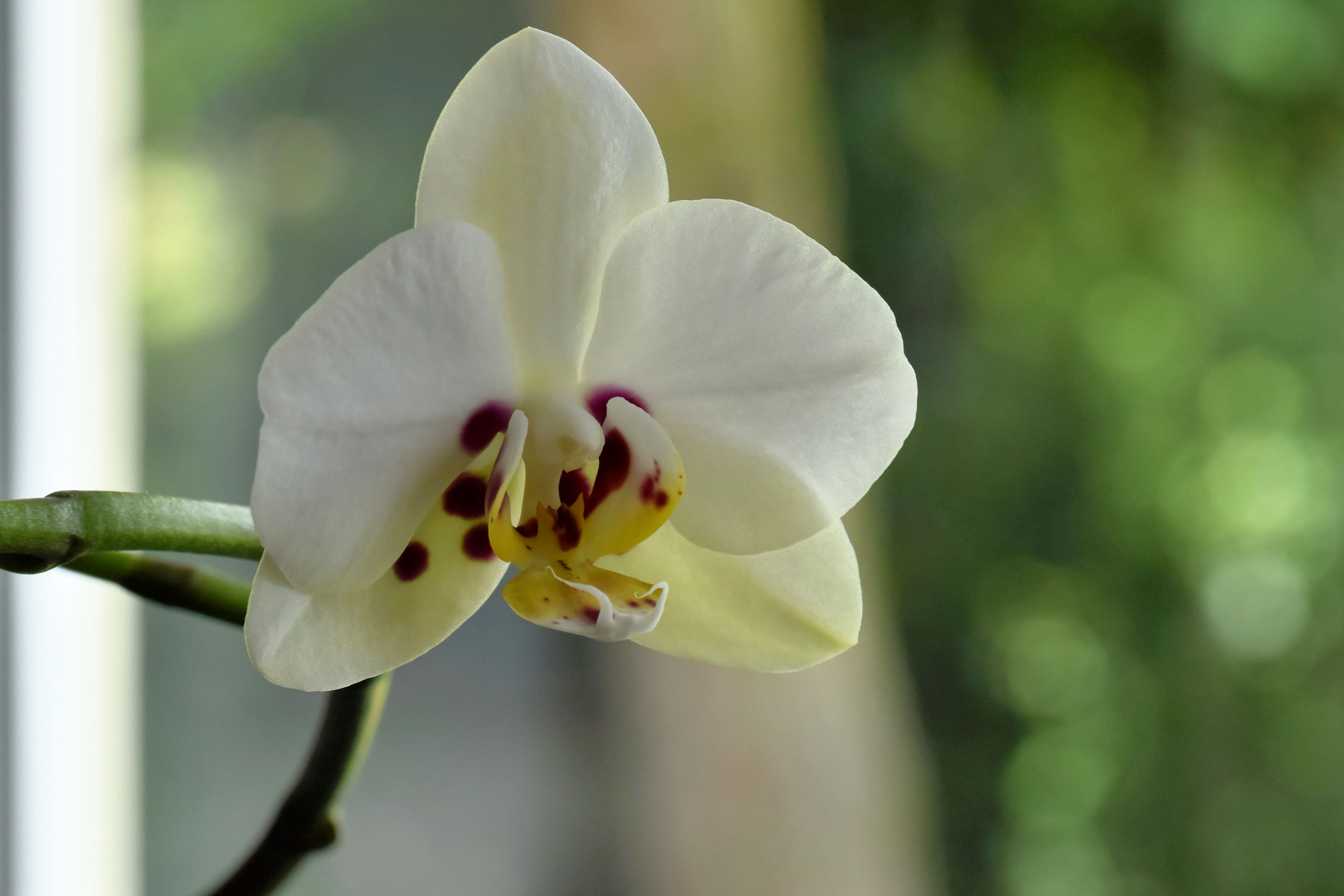 Phalaenopsis amabilis Foto & Bild natur, pflanzen, orchideen Bilder