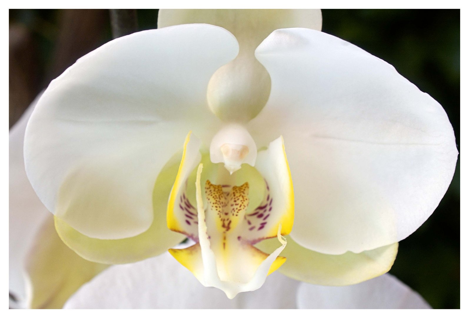 Phalaenopsis amabilis.