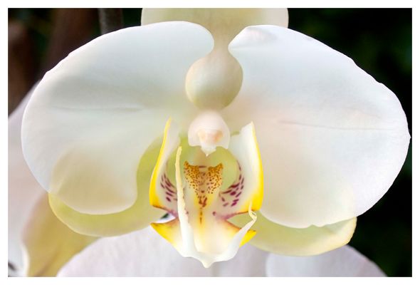 Phalaenopsis amabilis.