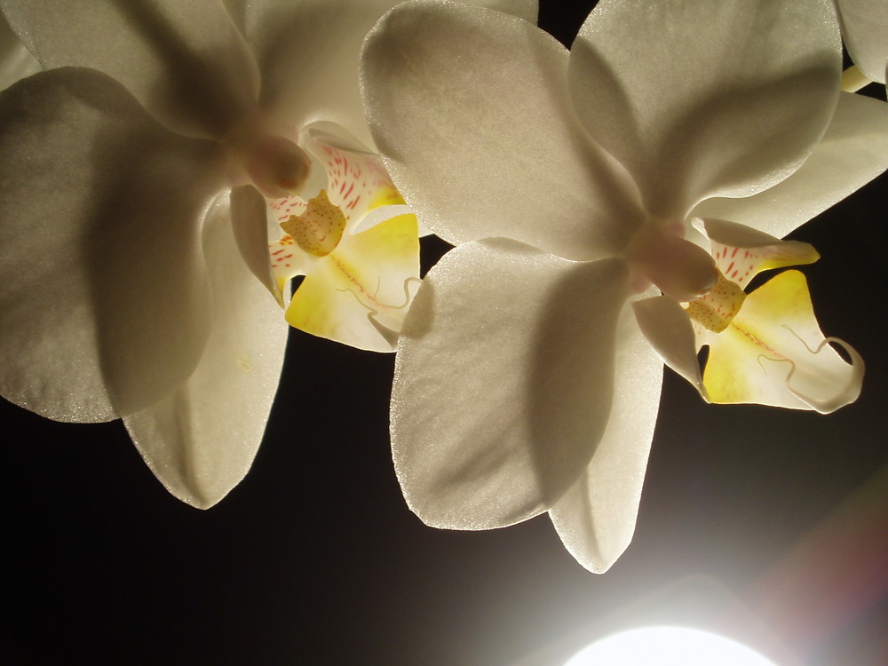 Phalaenopsis amabilis (Moon Orchid)