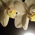 Phalaenopsis amabilis (Moon Orchid)