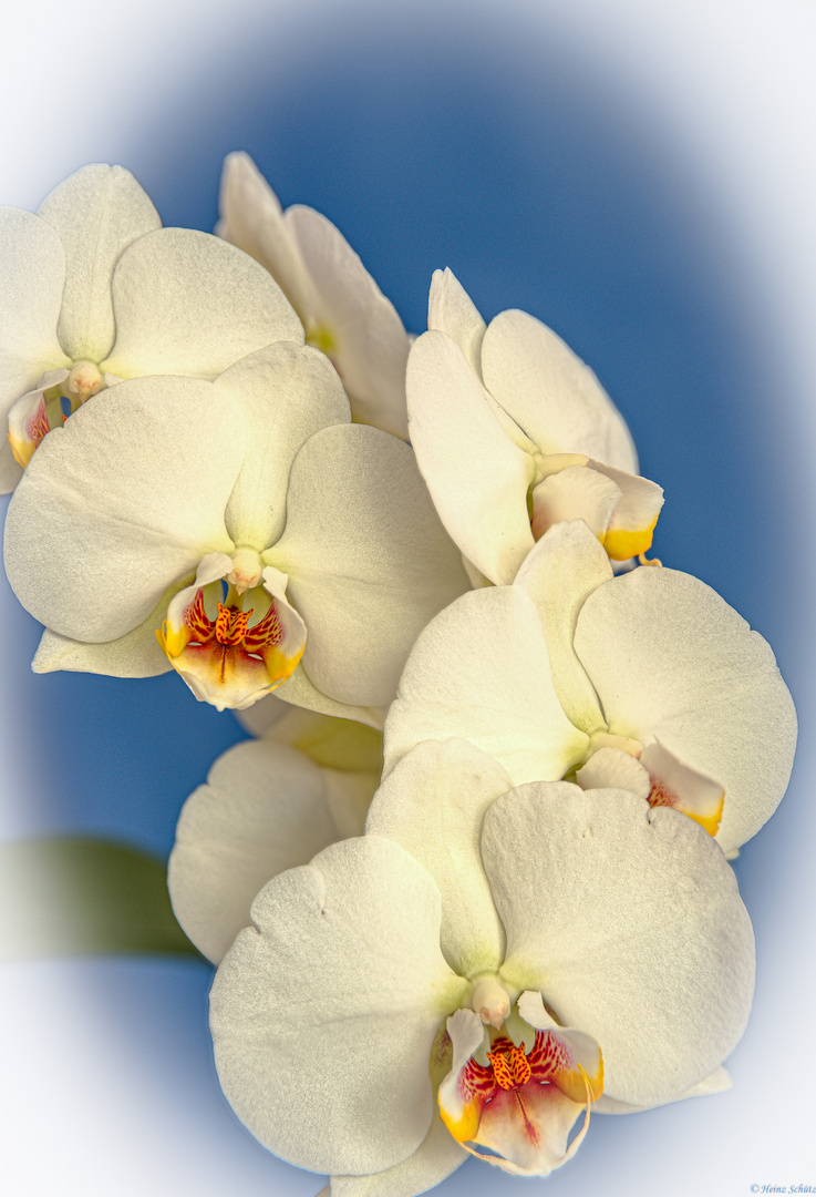 Phalaenopsis amabilis - Schmetterlingsorchidee