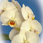 Phalaenopsis amabilis - Schmetterlingsorchidee