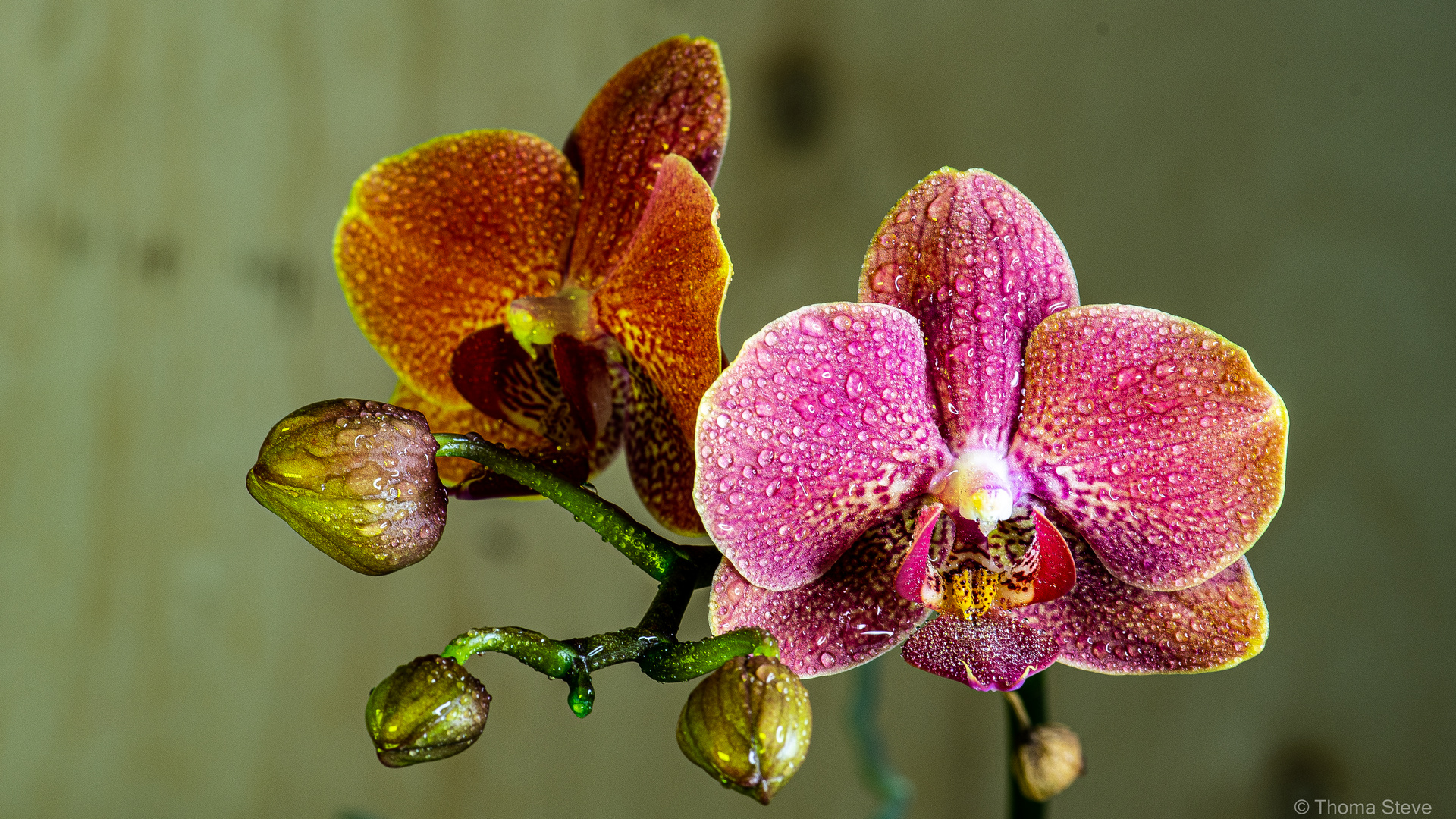 Phalaenopsis amabilis (schmetterlingsorchidee) 2