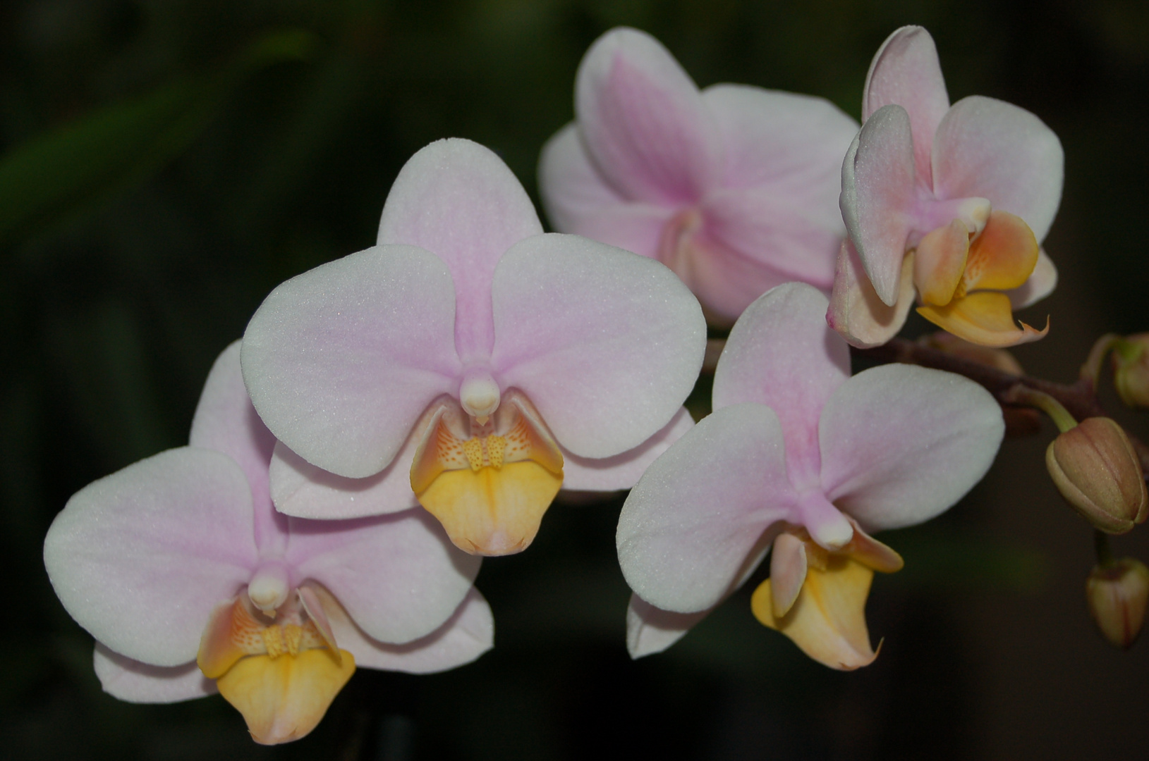 Phalaenopsis amaglad