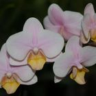 Phalaenopsis amaglad