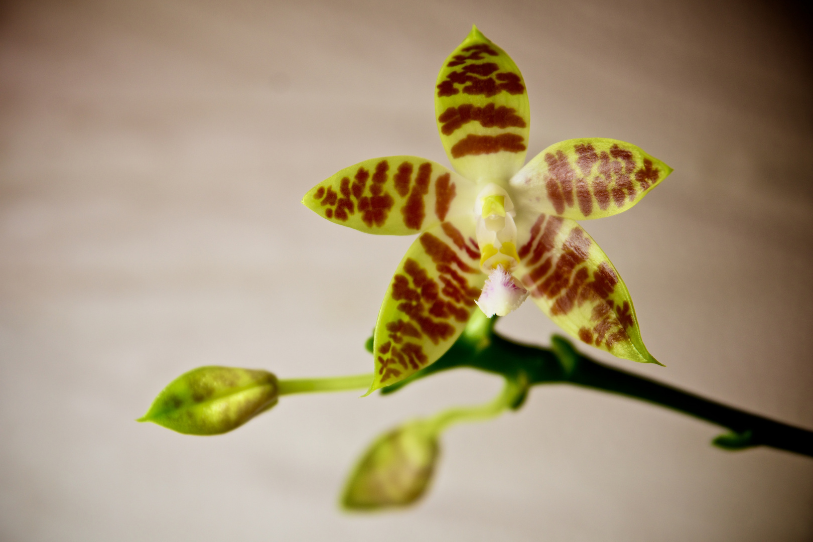 Phalaenopsis amboinensis J.J.Smith 1911 SUBGENUS Polychilos SECTION Amboinenses Sweet 1968