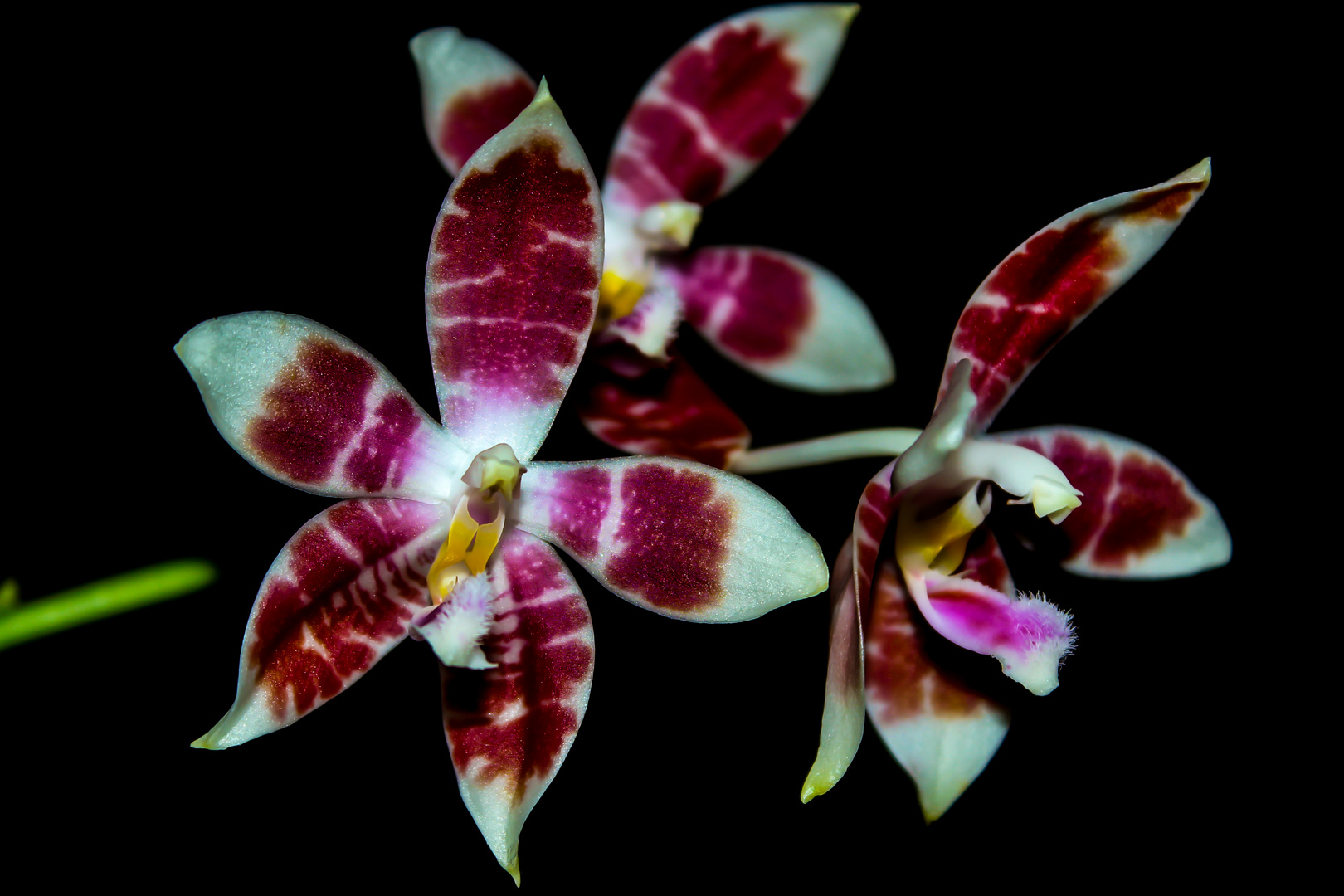 Phalaenopsis amboinensis white x speciosa