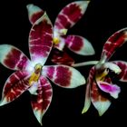 Phalaenopsis amboinensis white x speciosa