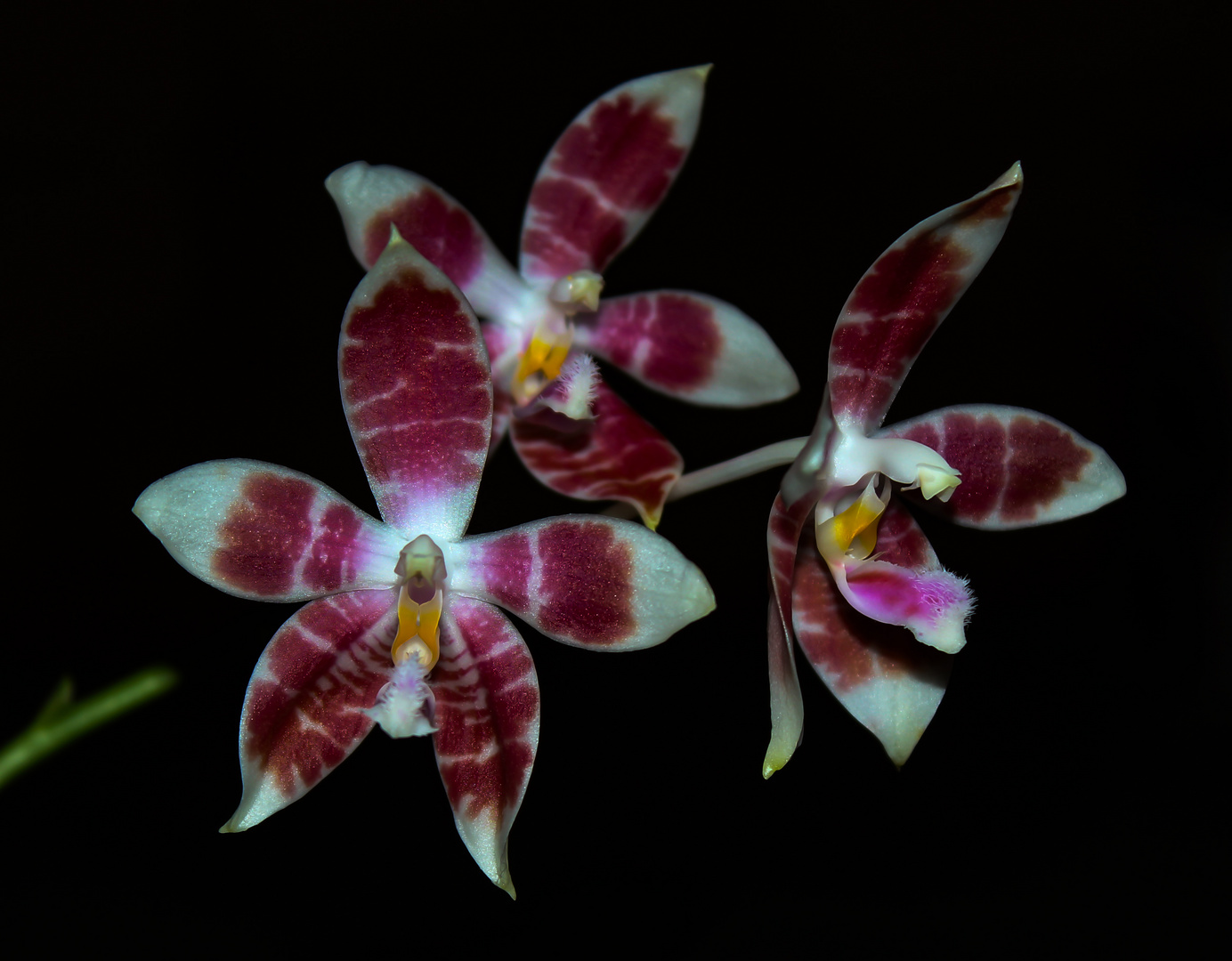 Phalaenopsis amboinensis white x speciosa I