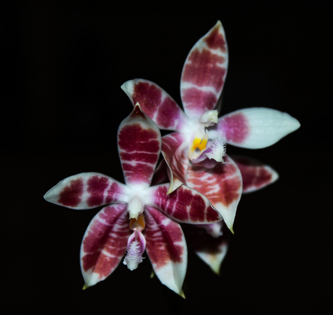 Phalaenopsis amboinensis white x speciosa II