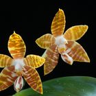 Phalaenopsis amboinensis "Yellow"