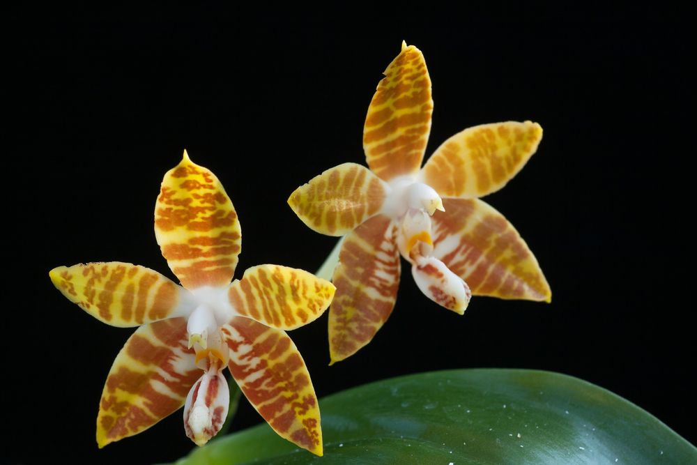Phalaenopsis amboinensis "Yellow"