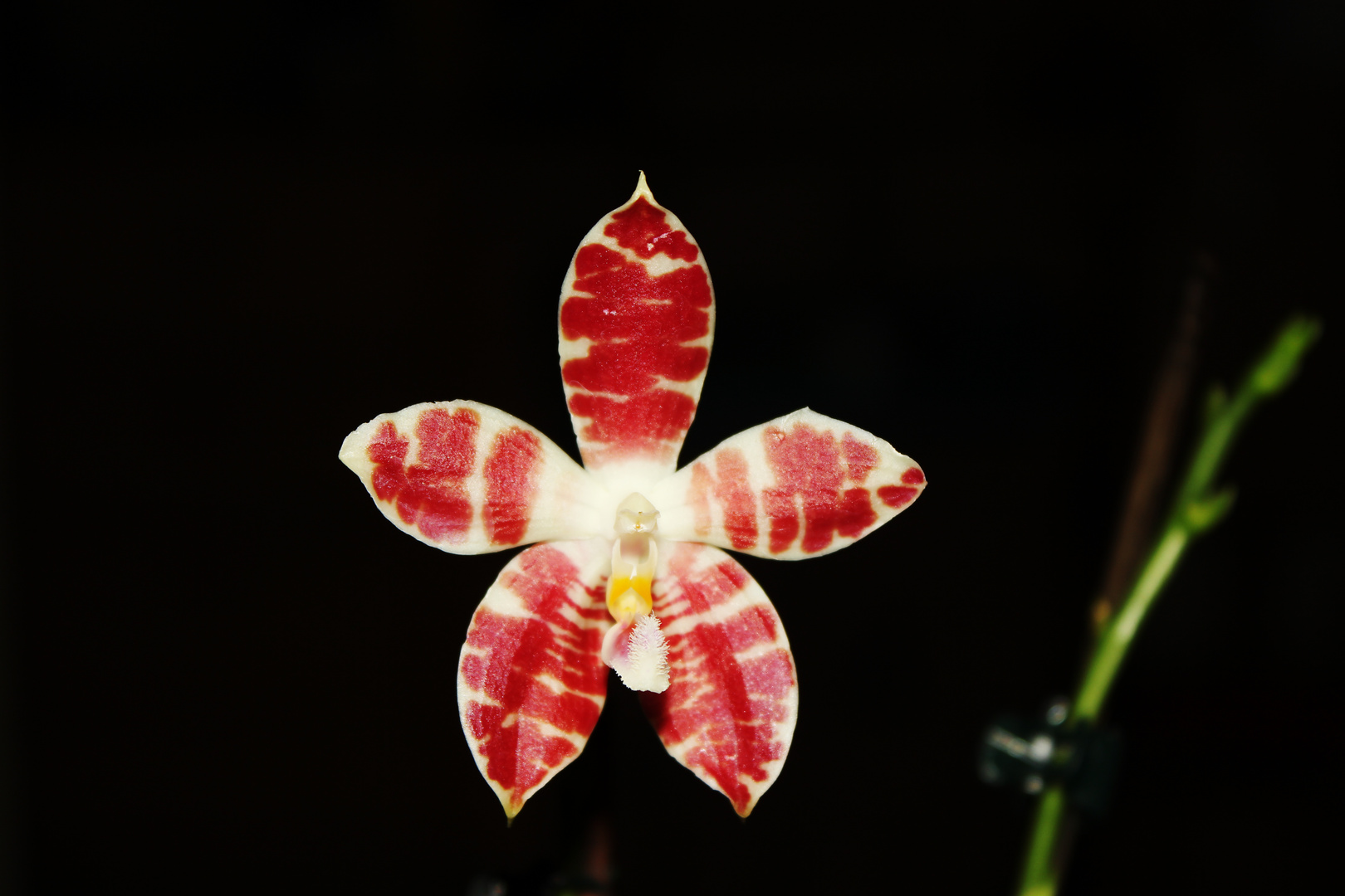 Phalaenopsis ambolnensis white x speciosa I