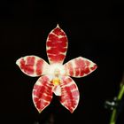 Phalaenopsis ambolnensis white x speciosa I