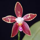 Phalaenopsis ambotrana