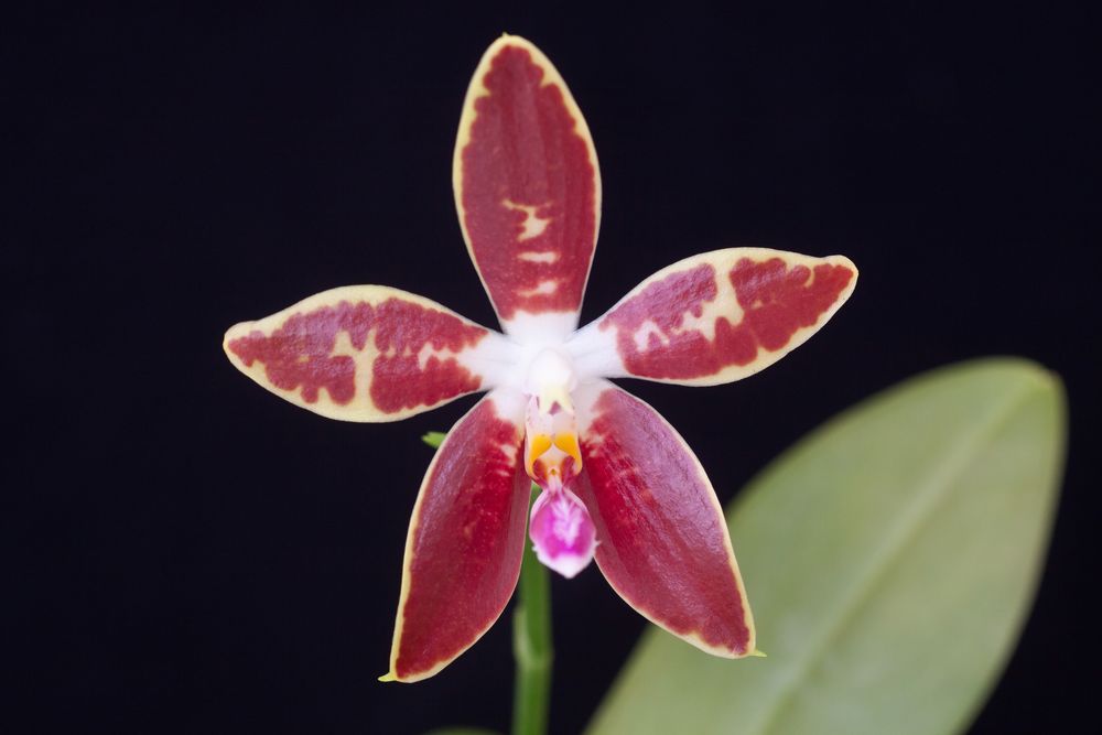 Phalaenopsis ambotrana