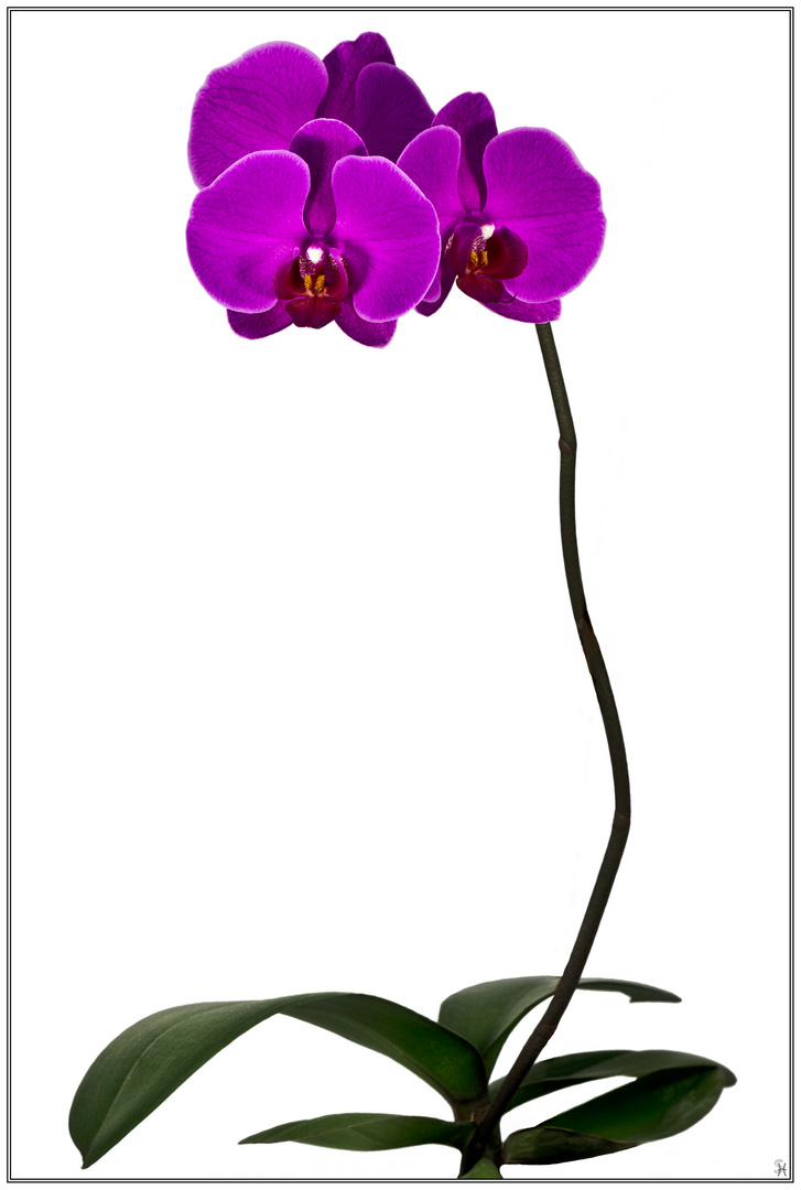 Phalaenopsis Aphrodite Purpurrot