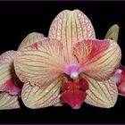 Phalaenopsis 'Artur Elle'