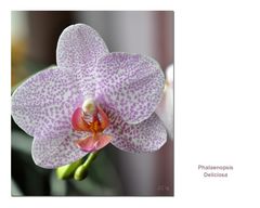 **Phalaenopsis**