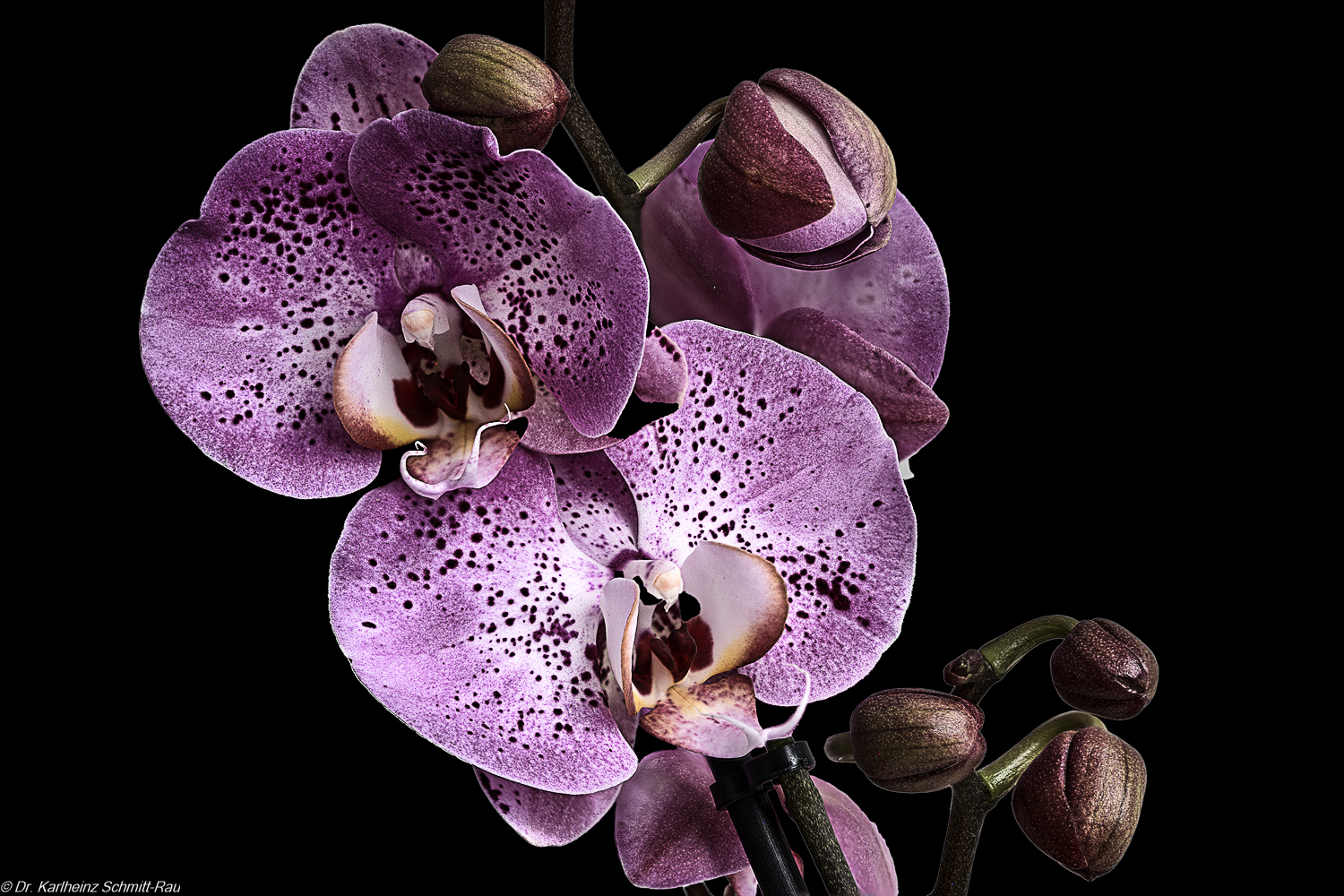 Phalaenopsis 