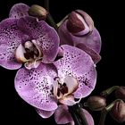 Phalaenopsis 