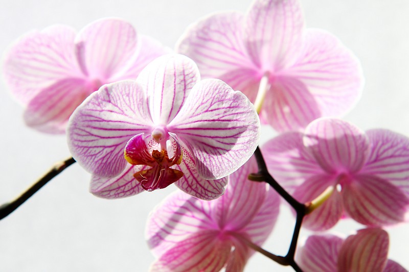 Phalaenopsis