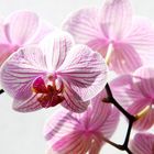 Phalaenopsis