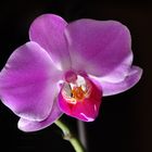 Phalaenopsis