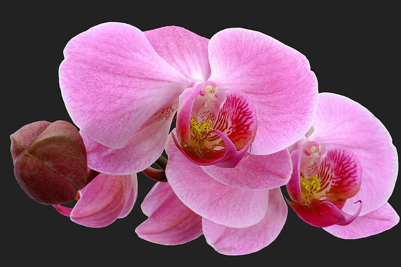 - Phalaenopsis -