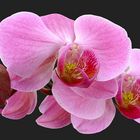 - Phalaenopsis -