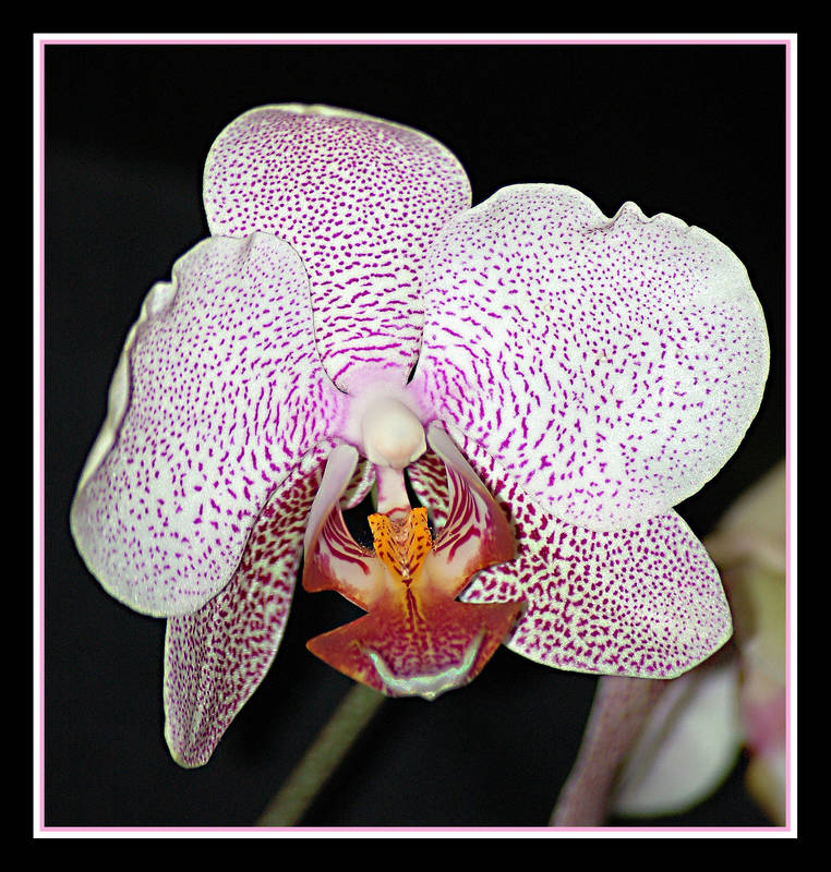 Phalaenopsis