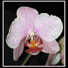 Phalaenopsis