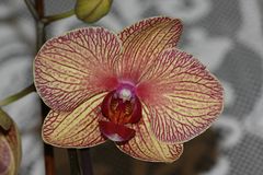 Phalaenopsis Baldan's Kaleidoscope