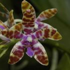 Phalaenopsis bastiani