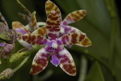 Phalaenopsis bastiani