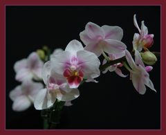 Phalaenopsis