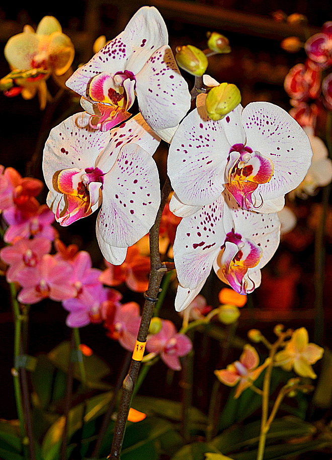 phalaenopsis