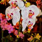 phalaenopsis