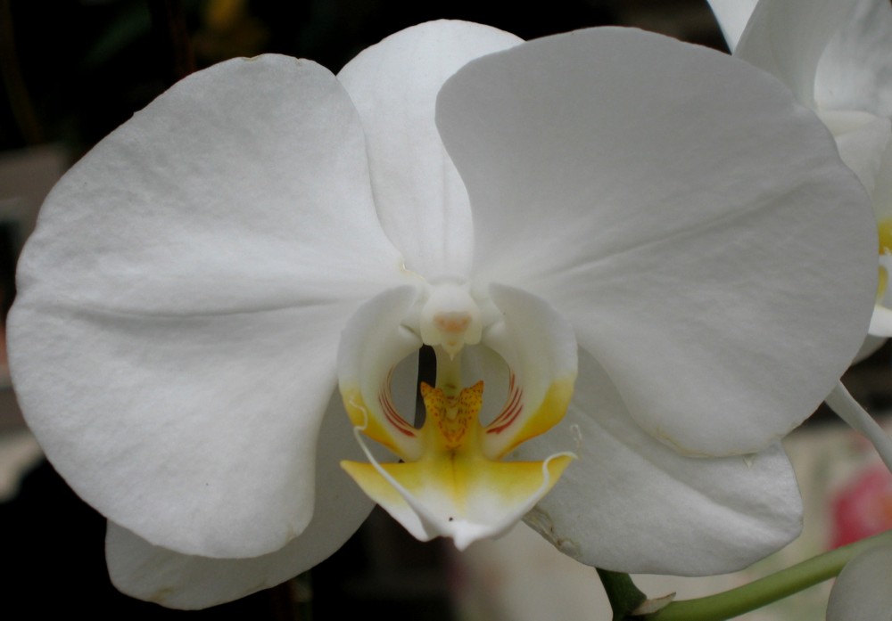 Phalaenopsis