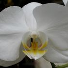 Phalaenopsis