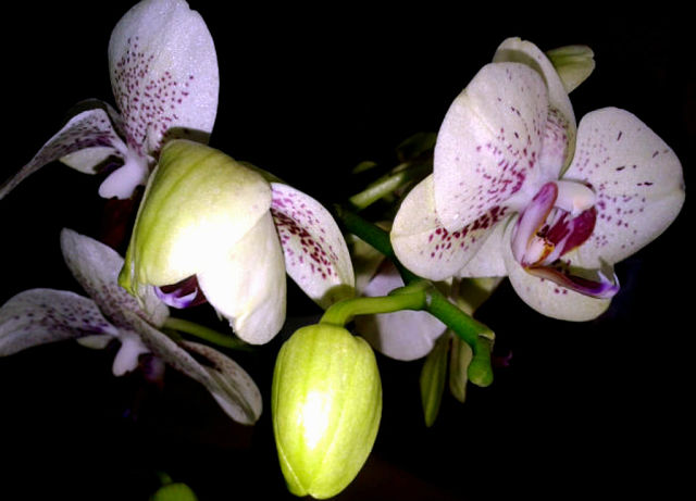 Phalaenopsis