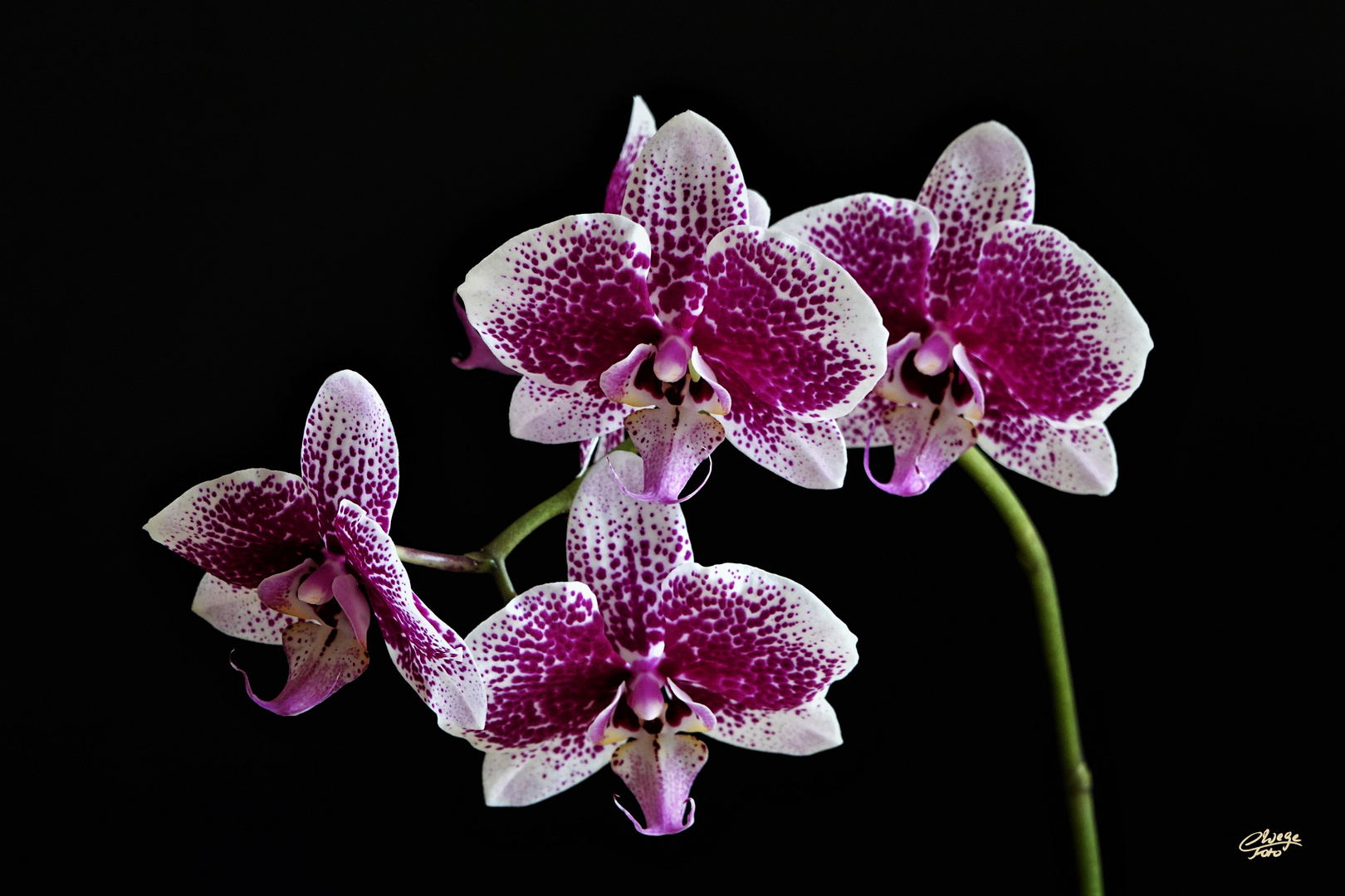 Phalaenopsis