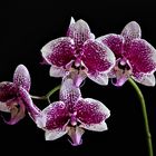 Phalaenopsis