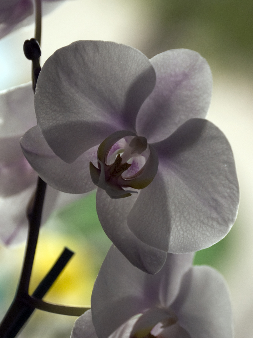 Phalaenopsis blanca