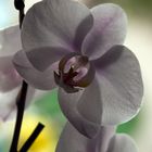 Phalaenopsis blanca