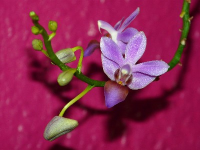 Phalaenopsis "Blue Angel"