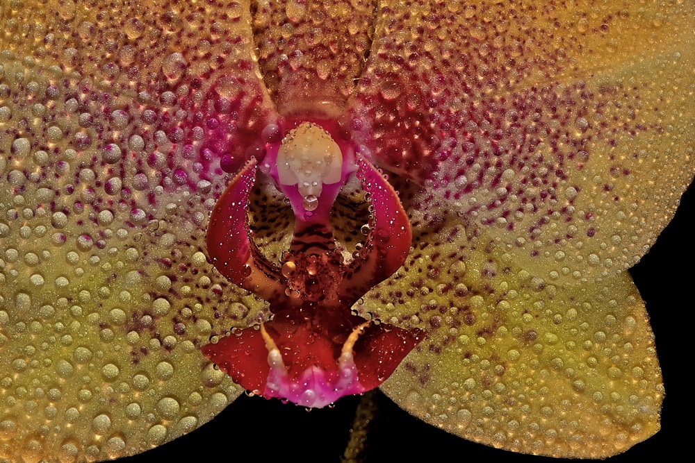 Phalaenopsis-Blüte