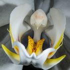 Phalaenopsis Blüte