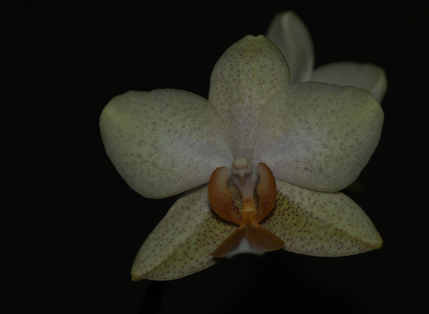 Phalaenopsis-Blüte